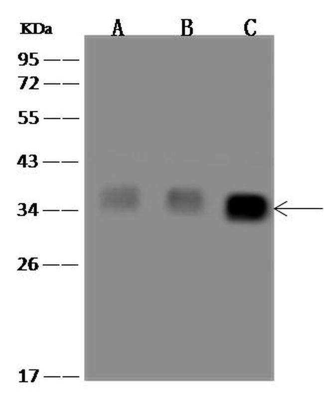 MyD88 Antibody in Western Blot (WB)