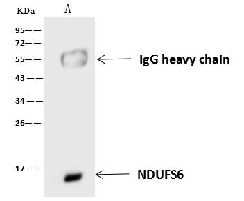 NDUFS6 Antibody in Immunoprecipitation (IP)