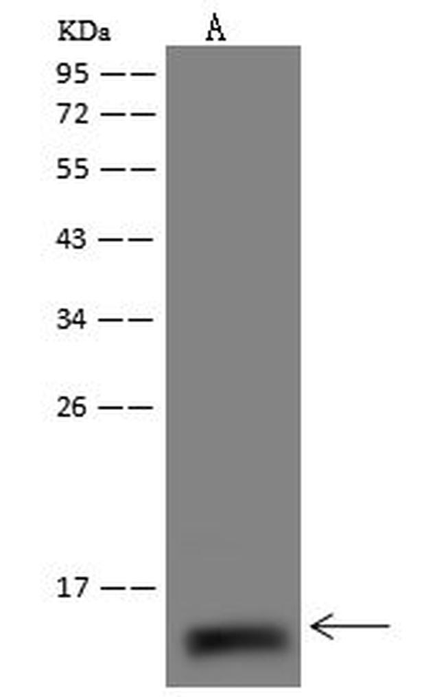 NDUFS6 Antibody in Western Blot (WB)