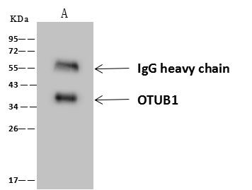 OTUB1 Antibody in Immunoprecipitation (IP)