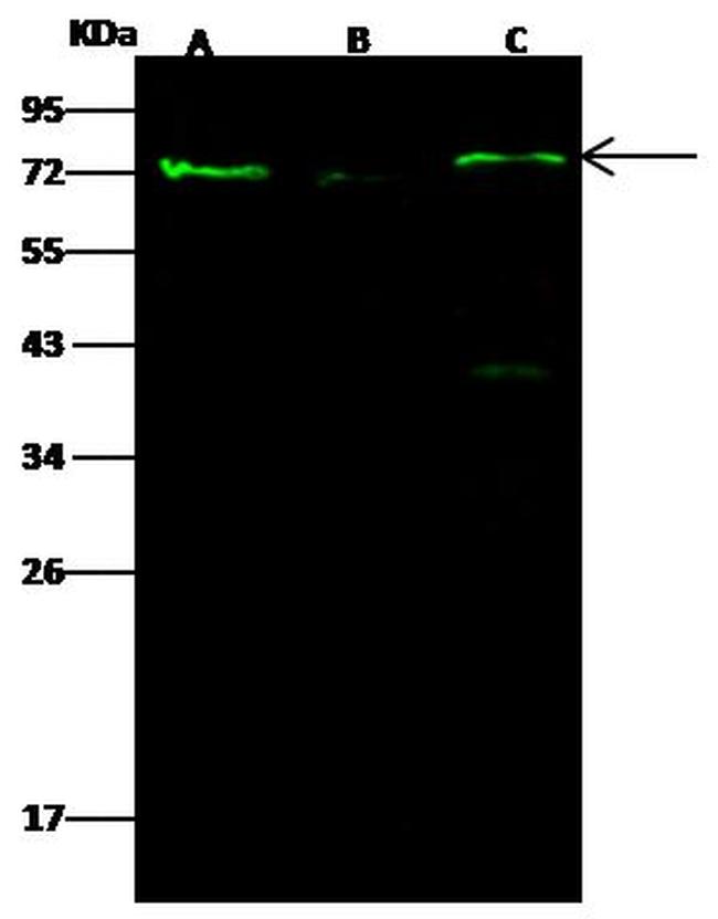 PAK1 Antibody in Western Blot (WB)