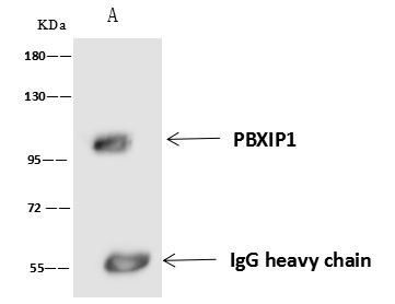 PBXIP1 Antibody in Immunoprecipitation (IP)