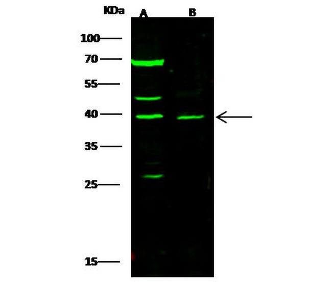 PDX1 Antibody in Western Blot (WB)