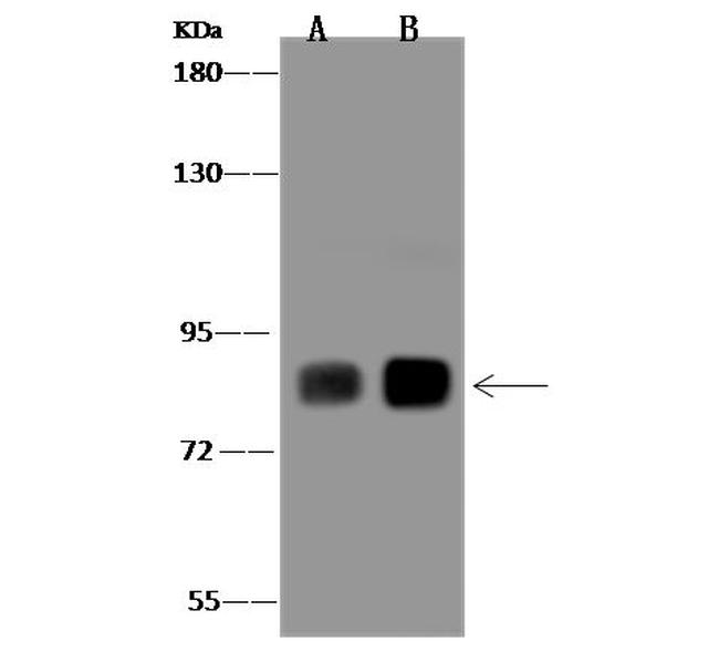PLCD1 Antibody in Western Blot (WB)