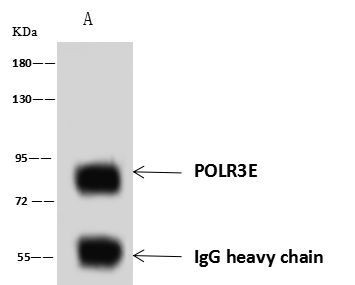 POLR3E Antibody in Immunoprecipitation (IP)