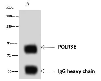 POLR3E Antibody in Immunoprecipitation (IP)