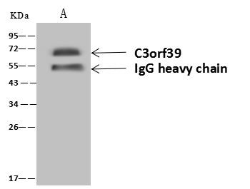 POMGNT2 Antibody in Immunoprecipitation (IP)