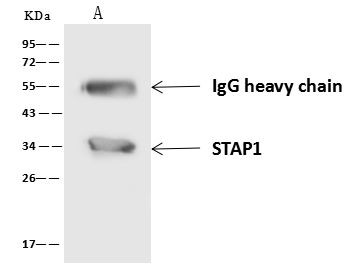 STAP1 Antibody in Immunoprecipitation (IP)