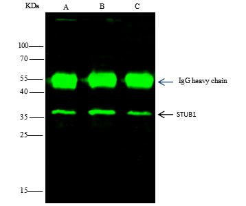 STUB1 Antibody in Immunoprecipitation (IP)