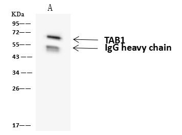 TAB1 Antibody in Immunoprecipitation (IP)