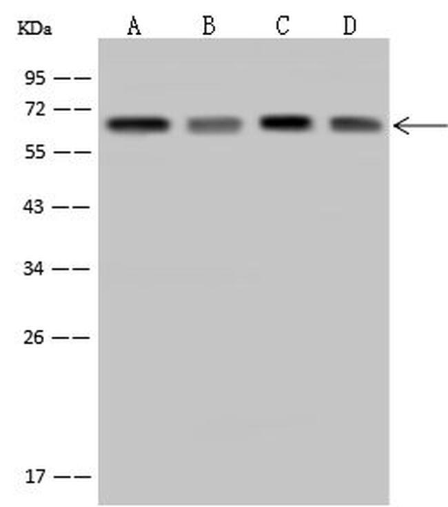 TAB1 Antibody in Western Blot (WB)