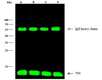 Thioredoxin 1 Antibody in Immunoprecipitation (IP)