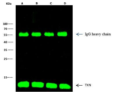 Thioredoxin 1 Antibody in Immunoprecipitation (IP)