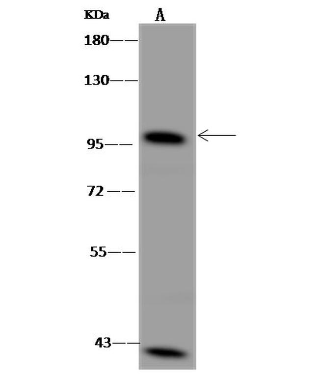 VAV2 Antibody in Western Blot (WB)