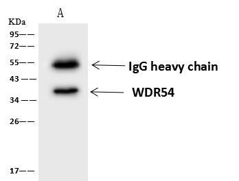 WDR54 Antibody in Immunoprecipitation (IP)