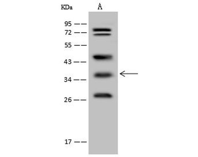 WDR54 Antibody in Western Blot (WB)