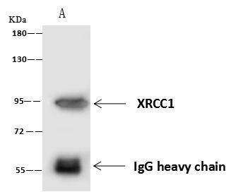 XRCC1 Antibody in Immunoprecipitation (IP)