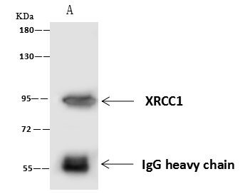 XRCC1 Antibody in Immunoprecipitation (IP)