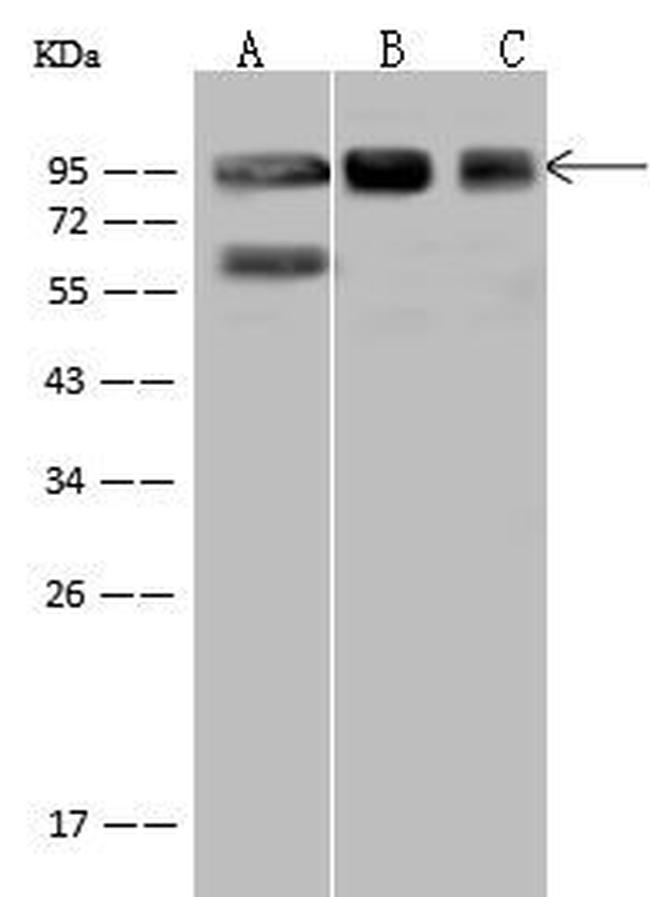 XRCC1 Antibody in Western Blot (WB)