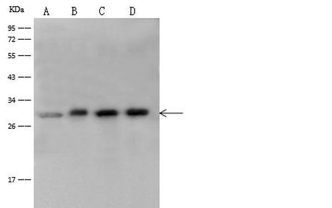 14-3-3 eta Antibody in Western Blot (WB)