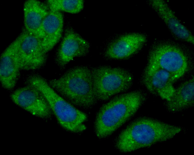 Connexin 37 Antibody in Immunocytochemistry (ICC/IF)