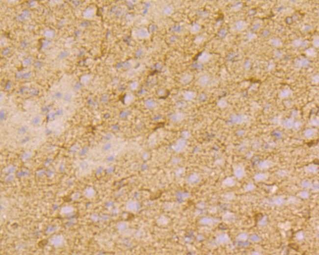 Connexin 37 Antibody in Immunohistochemistry (Paraffin) (IHC (P))