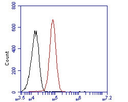 ZFHX3 Antibody in Flow Cytometry (Flow)