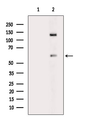 Phospho-SHP-1 (Tyr564) Antibody in Western Blot (WB)