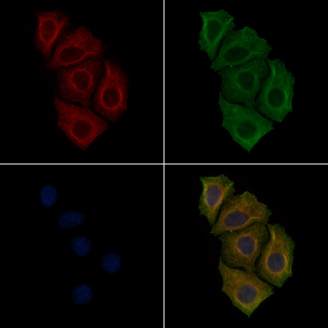 Phospho-EIF2S1 (Ser51) Antibody in Immunocytochemistry (ICC/IF)