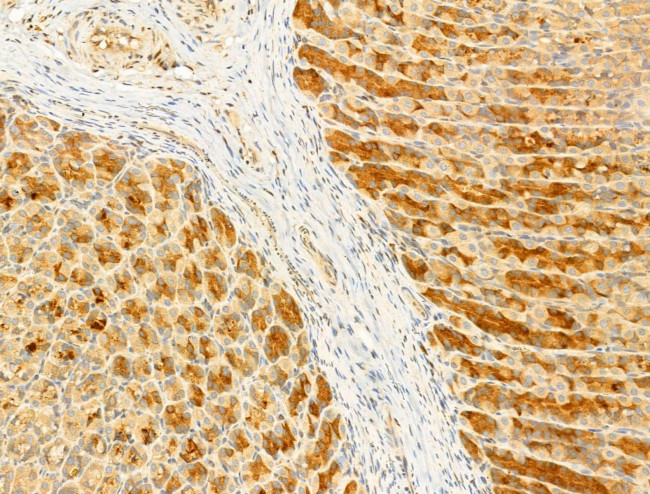 Phospho-EIF2S1 (Ser51) Antibody in Immunohistochemistry (Paraffin) (IHC (P))