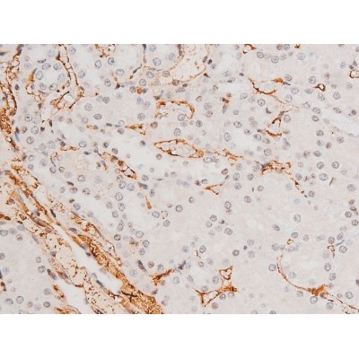 Phospho-JNK1/JNK2/JNK3 (Thr183, Tyr185) Antibody in Immunohistochemistry (Paraffin) (IHC (P))