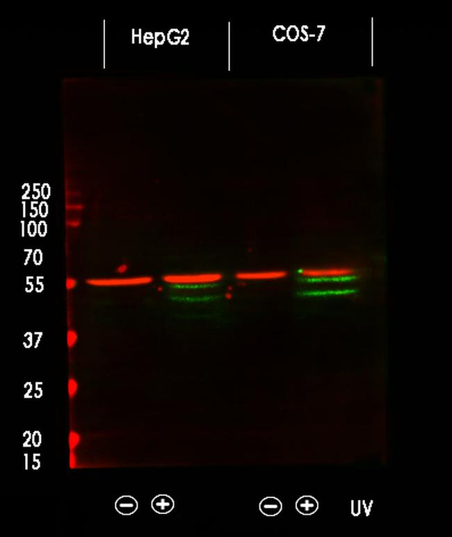 Phospho-JNK1/JNK2/JNK3 (Thr183, Tyr185) Antibody in Western Blot (WB)