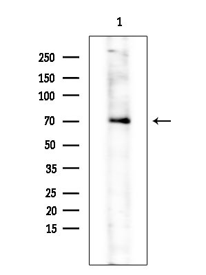 Phospho-FRS2 (Tyr436) Antibody in Western Blot (WB)