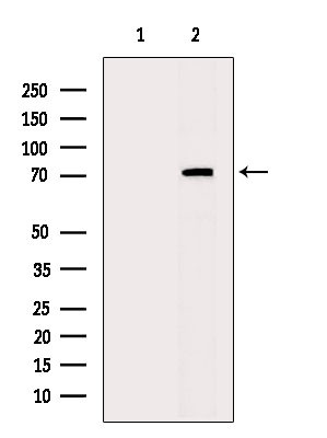 cGKII Antibody in Western Blot (WB)