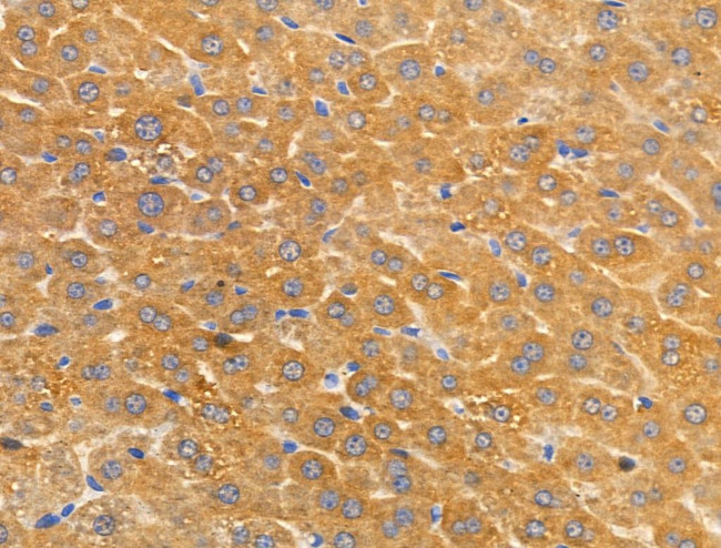 Arylsulfatase A Antibody in Immunohistochemistry (Paraffin) (IHC (P))