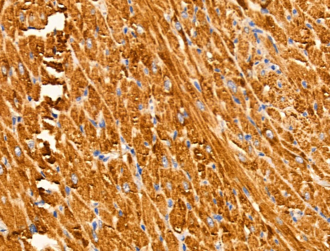 Arylsulfatase A Antibody in Immunohistochemistry (Paraffin) (IHC (P))