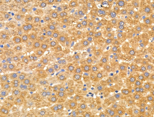 Arylsulfatase A Antibody in Immunohistochemistry (Paraffin) (IHC (P))