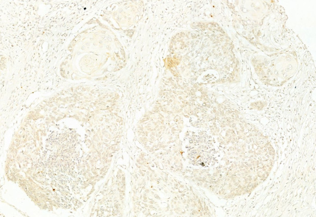 PYCARD Antibody in Immunohistochemistry (Paraffin) (IHC (P))