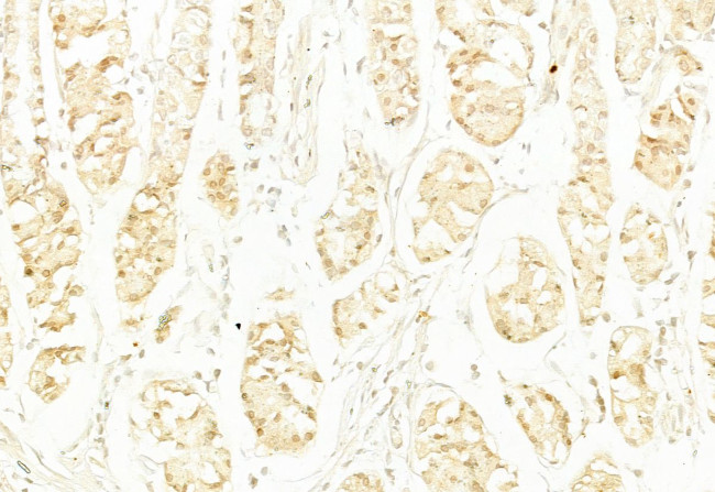 PYCARD Antibody in Immunohistochemistry (Paraffin) (IHC (P))