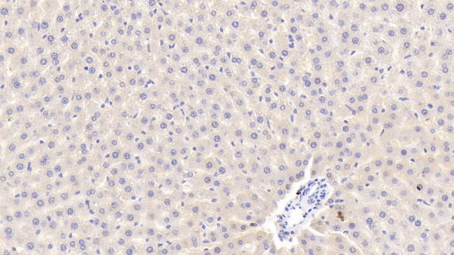 APOA5 Antibody in Immunohistochemistry (Paraffin) (IHC (P))