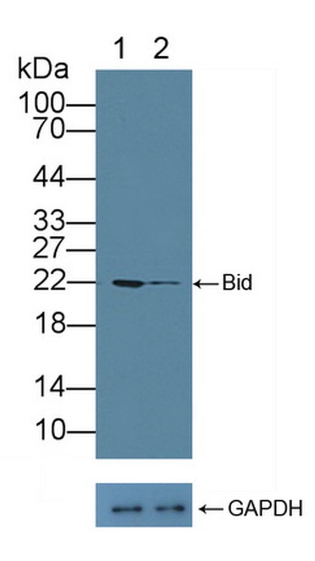 BID Antibody in Western Blot (WB)