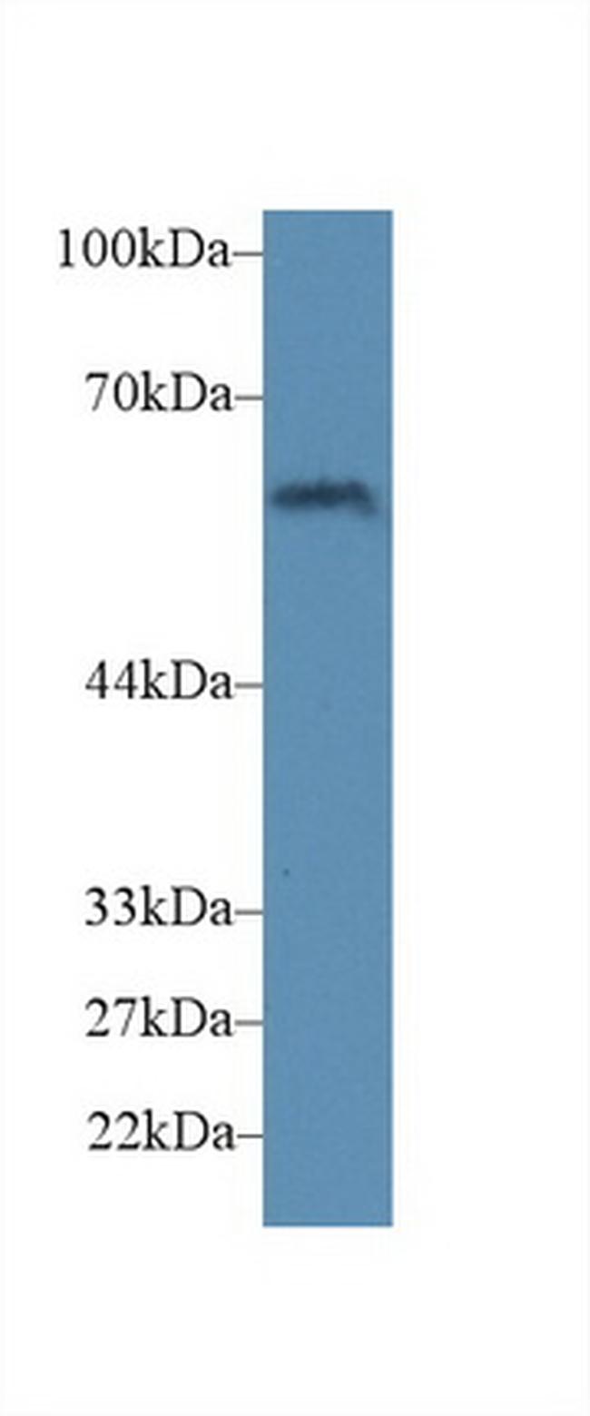 CD15 Antibody in Western Blot (WB)
