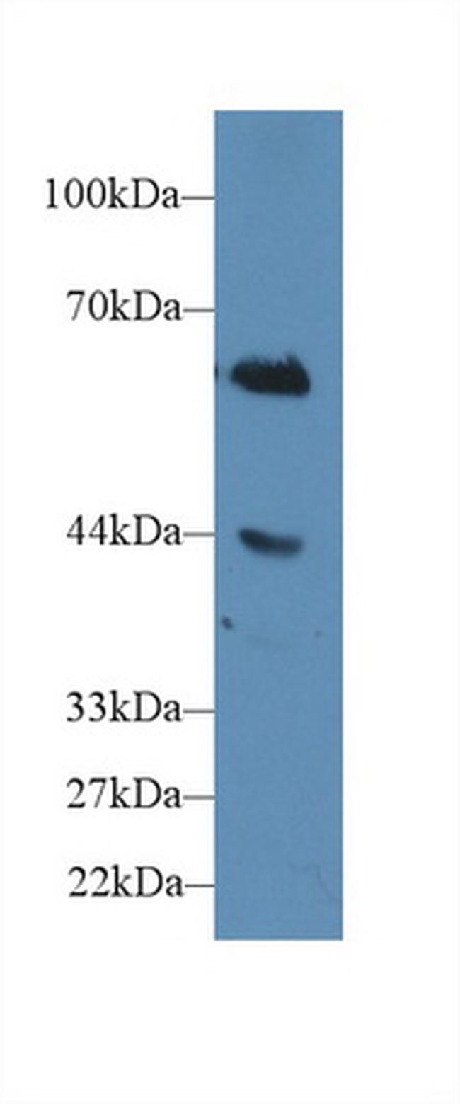 CD15 Antibody in Western Blot (WB)