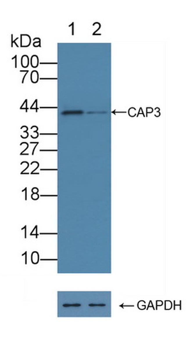 SERPINB9 Antibody in Western Blot (WB)