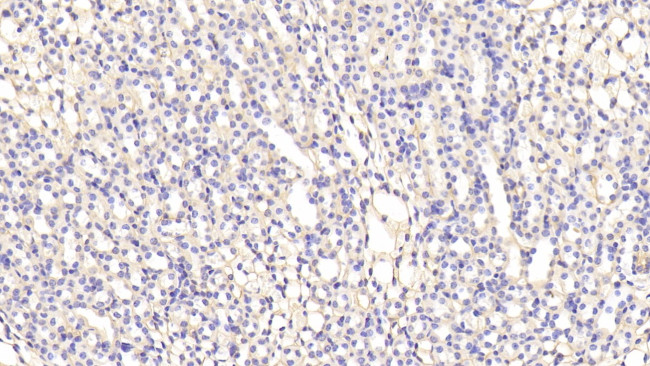 Ferritin Heavy Chain Antibody in Immunohistochemistry (Paraffin) (IHC (P))