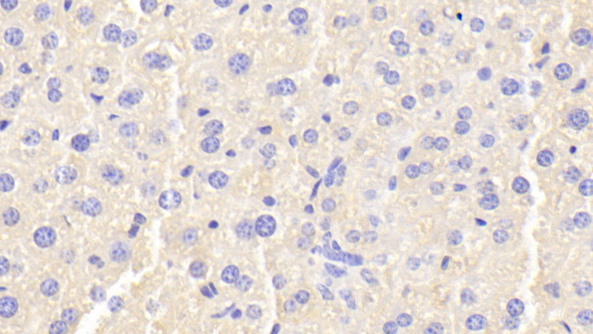 Ferritin Heavy Chain Antibody in Immunohistochemistry (Paraffin) (IHC (P))