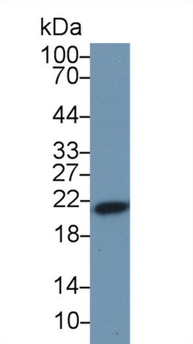 Ferritin Heavy Chain Antibody in Western Blot (WB)