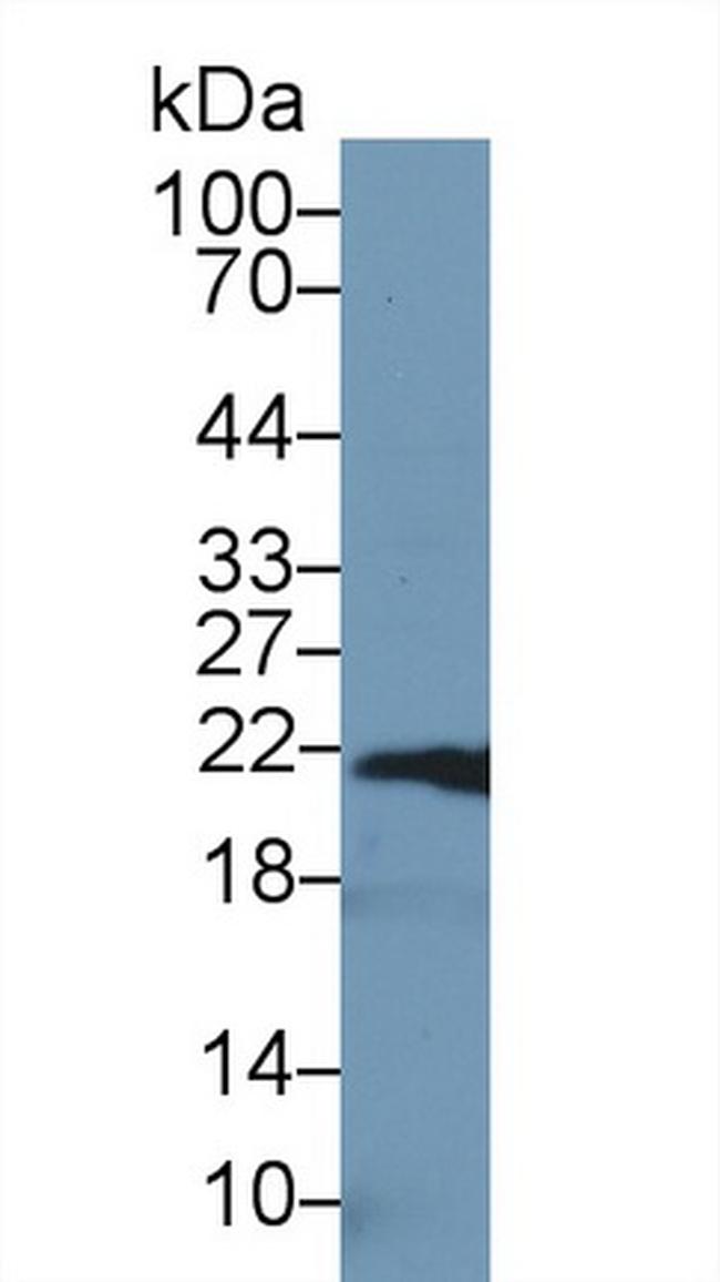 Ferritin Heavy Chain Antibody in Western Blot (WB)