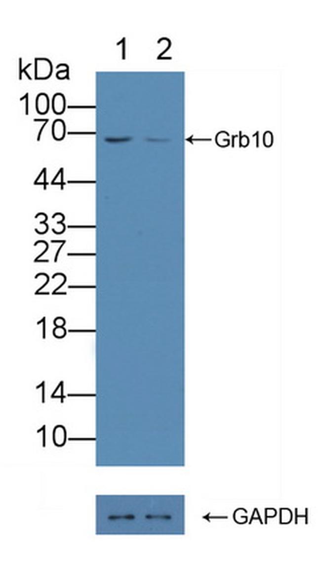 GRB10 Antibody in Western Blot (WB)