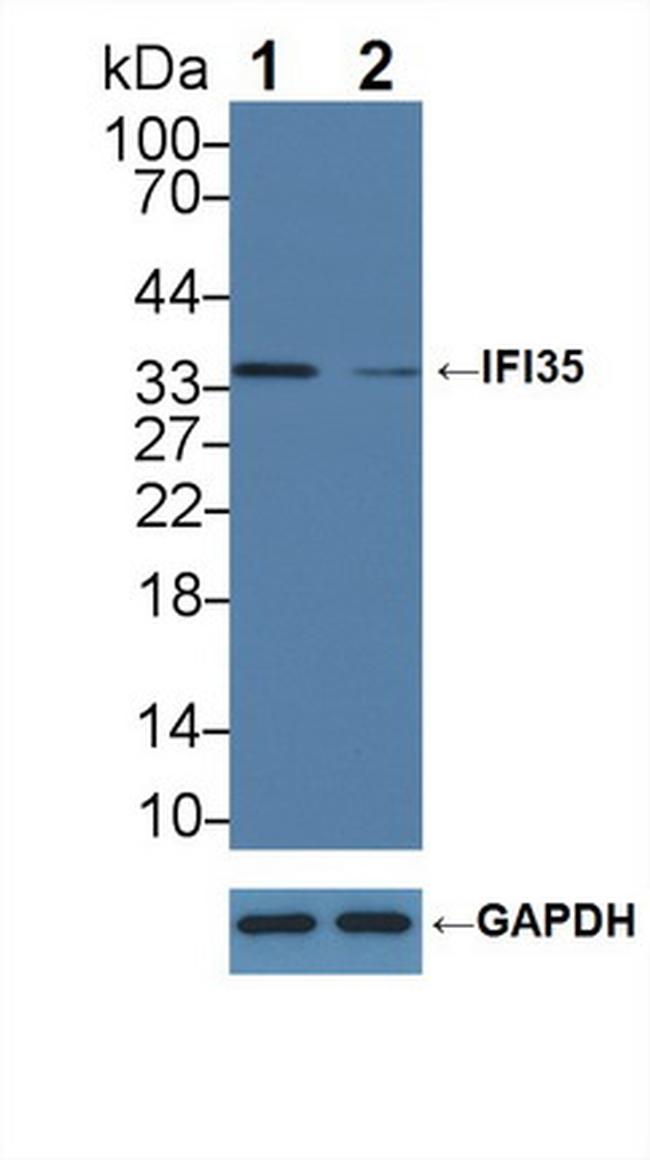 IFI35 Antibody in Western Blot (WB)